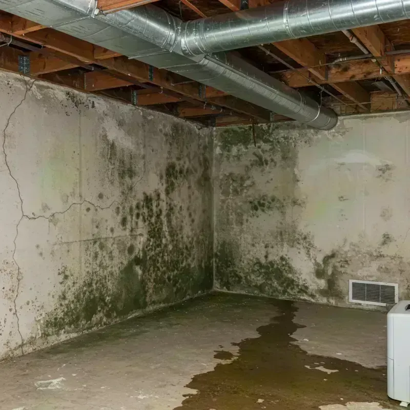 Professional Mold Removal in Greenville, ME